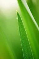 植物贴图0920376