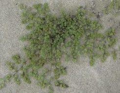 植物贴图0920380