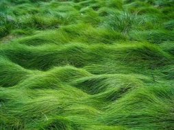 植物贴图0920394