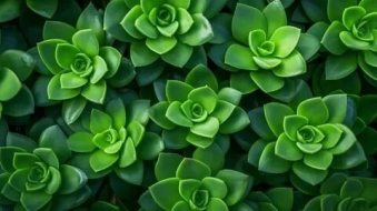 植物贴图0920403