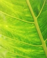 植物贴图0920429
