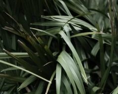 植物贴图0920433