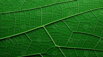 植物贴图0920462