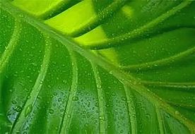 植物贴图0920484
