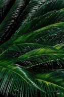 植物贴图0920485