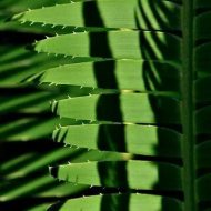 植物贴图0920486