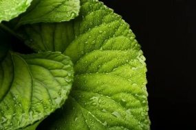 植物贴图0920509
