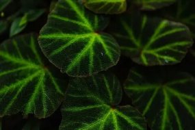 植物贴图0920524