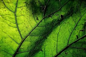 植物贴图0920549