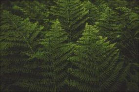 植物贴图0920561