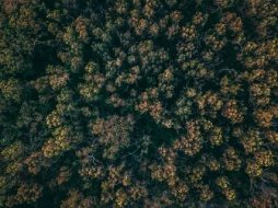 植物贴图0920578
