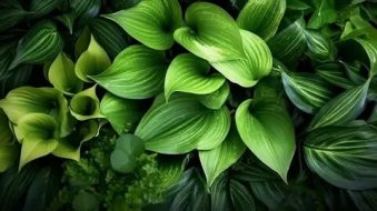 植物贴图0920597