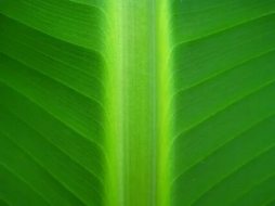 植物贴图0920601