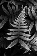 植物贴图0920617