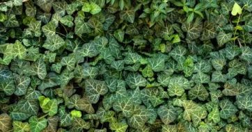 植物贴图0920619