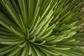 植物贴图0920623