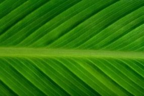 植物贴图0920638