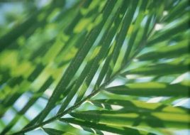 植物贴图0920665