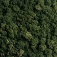 植物贴图0920704