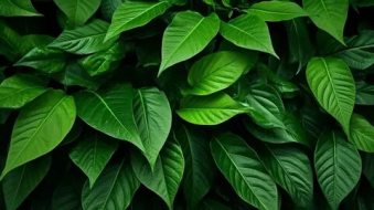 植物贴图0920711