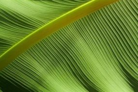 植物贴图0920724