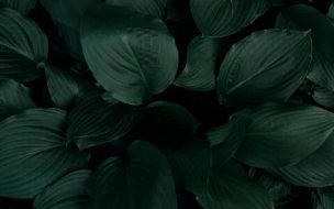 植物贴图0920737