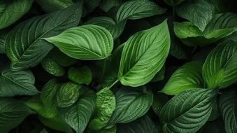植物贴图0920745