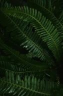 植物贴图0920749