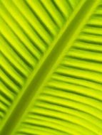 植物贴图0920760