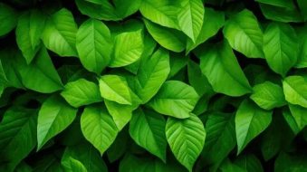 植物贴图0920767