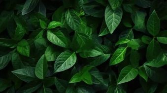 植物贴图0920779