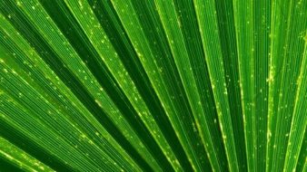 植物贴图0920777
