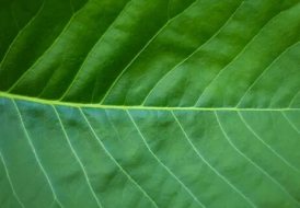 植物贴图0920802