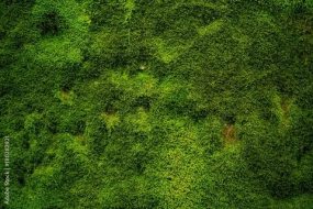 植物贴图0920818