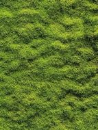 植物贴图0920828