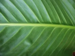 植物贴图0920879