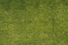 植物贴图0920894