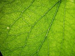 植物贴图0920892
