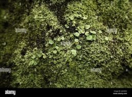 植物贴图0920907