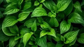 植物贴图0920912