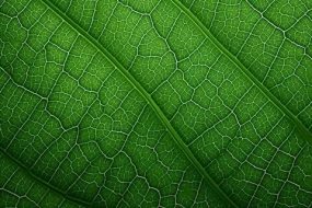 植物贴图0920920