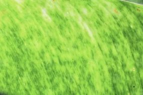 植物贴图0920927