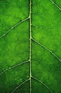 植物贴图0920926