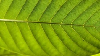 植物贴图0920940