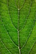 植物贴图09201029