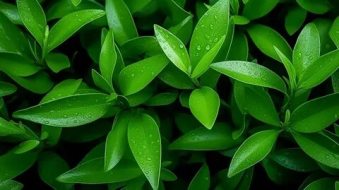 植物贴图09201025