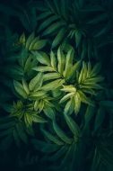 植物贴图09201031