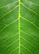 植物贴图09201072
