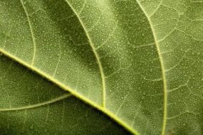 植物贴图09201073