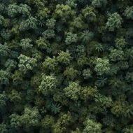 植物贴图09201074